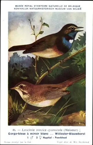 Künstler Ak Dupond, Hub., Luscinia svecica cyanecula, Blaukehlchen