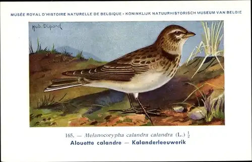 Künstler Ak Dupond, Hub., Melanocorypha calandra, Kalanderlerche