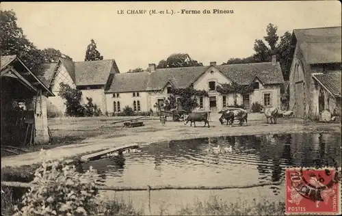 Ak Le Champ Maine-et-Loire, Ferme du Pineau, Rinder