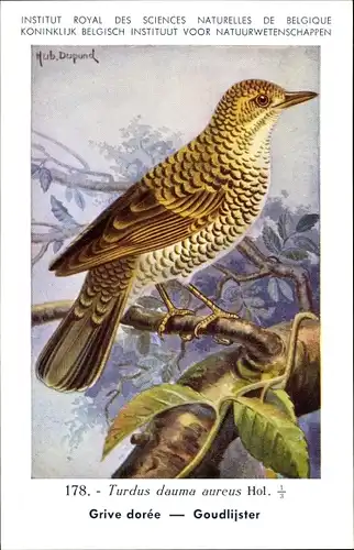 Künstler Ak Dupond, H., Turdus dauma aureus, Goudlijster Nr. 178