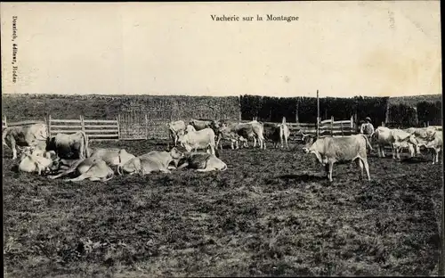 Ak Aveyron, Vacherie sur la Montagne, Rinder