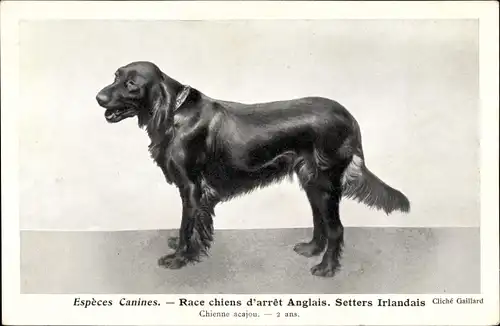 Ak Espèces Canines, Race chiens d'arret Anglais, Setters Irlandais