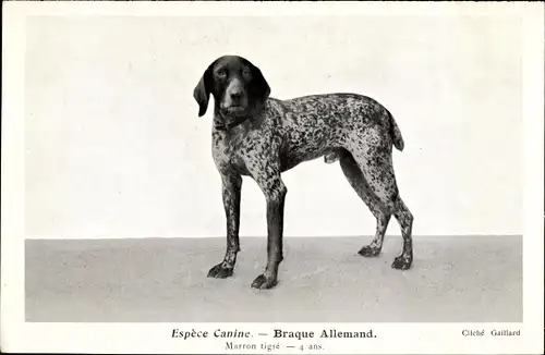 Ak Hunderasse, Espèce Canine, Braque Allemand, marron tigré, 4 ans