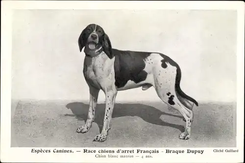 Ak Hunderasse, Espèces Canines, Race chiens d'arret Francais, Braque Dupuy