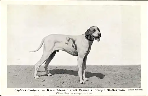 Ak Hunderasse, Espèces Canines, Race chiens d'arret Francais, Braque St. Germain