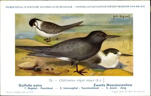 Künstler Ak Dupond, Hub., Chlidonias niger niger, Trauerseeschwalbe