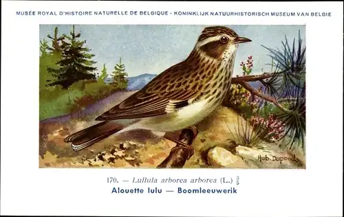 Künstler Ak Dupond, Hub., Lullula arborea arborea, Heidelerche, Baumlerche