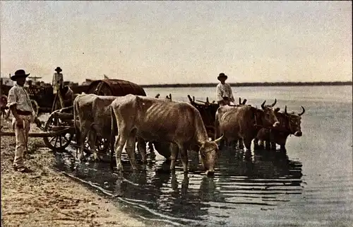 Ak Balkan, Büffelgeschirre an der Wasserstelle