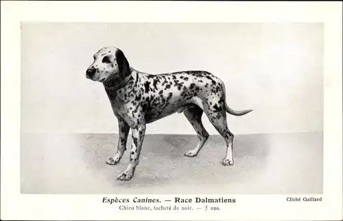 Ak Hunderasse, Espèces Canines, Race Dalmatiens, Dalmatiner