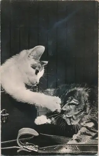 Ak Zwei kleine spielende Katzen