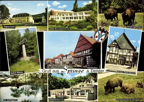 Wappen Ak Springe am Deister, Wildschweine, Wisentgehege, Petershaus, Deisterpforte, Volkspark