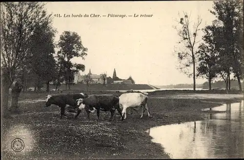 Ak Les bords du Cher, Paturage, Le retour