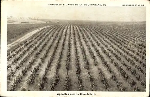 Ak Bouvraie Anjou Maine et Loire, Vignobles vers la Chandellerie