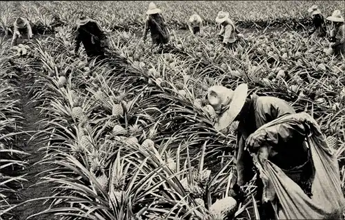 Ak Dole Pineapples, plantation, At harvest-time, Ananas Ernte