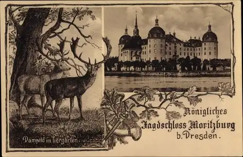 Ak Moritzburg in Sachsen, Königl Jagdschloss, Damwild im Tiergarten