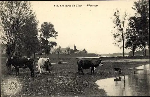 Ak Les bords du Cher, Paturage, Kühe und Stier am Wasser