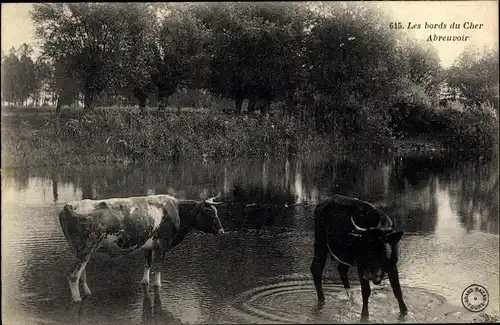 Ak Les bords du Cher, Abreuvoir, Kühe im Wasser