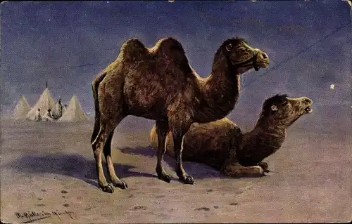 Künstler Ak Müller, M., Kamele in der Wüste, Karawane