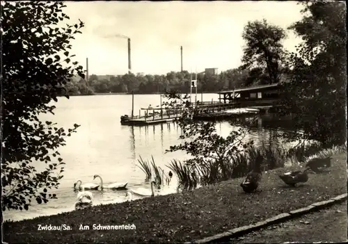 Ak Zwickau in Sachsen, Schwanenteich, Schwäne