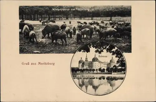 Ak Moritzburg in Sachsen, Wildschweine zur Fütterung, Schloss