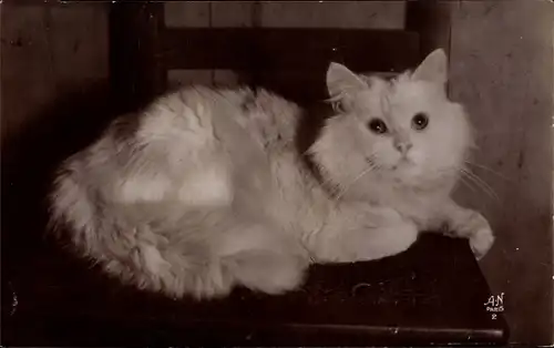 Ak Katze auf dem Stuhl liegend, Katzenportrait, Tierportrait, Persan Blanc
