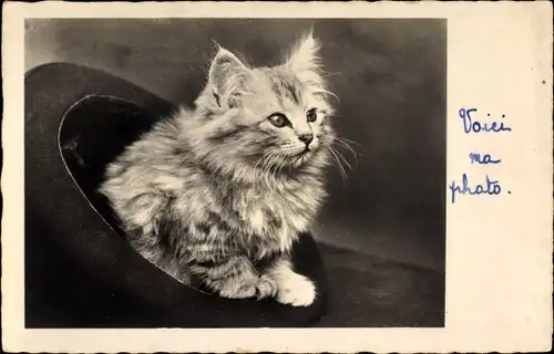 Ak Katze im Hut, Katzenportrait, Tierportrait