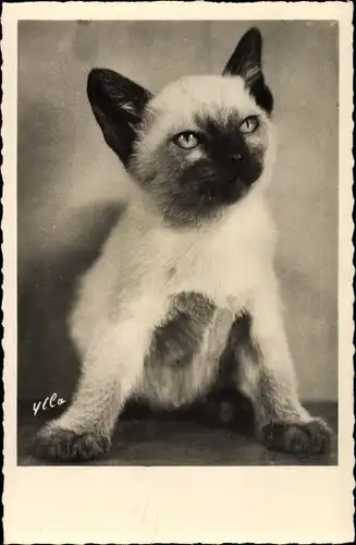 Ak Junge Katze, Katzenportrait, Tierportrait