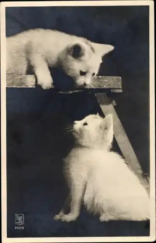 Ak Zwei junge Katzen beim Spielen