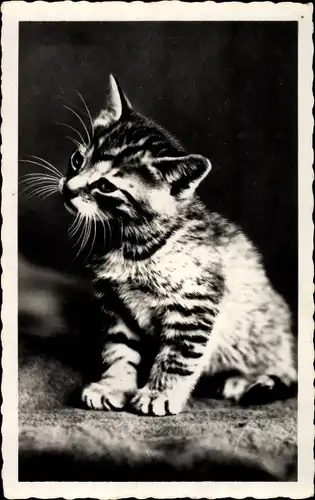 Ak Junge Katze, Katzenportrait, Tierportrait