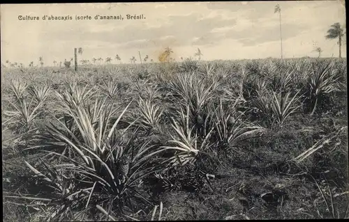 Ak Brasilien, Culture d'abacaxis, sorte d'ananas