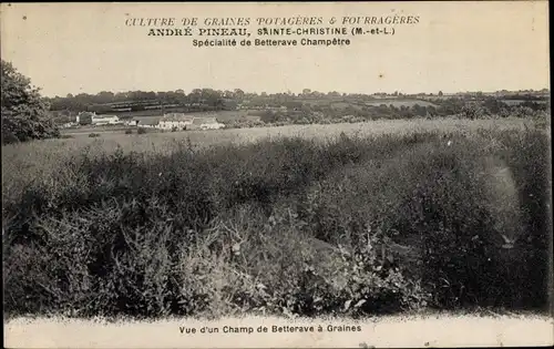 Ak Sainte Christine Maine-et-Loire, Culture de Graines Potageres, André Pineau, Champ de Betterave