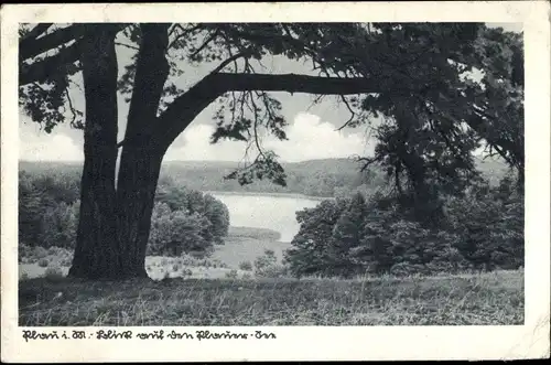 Ak Plau am See, Seepartie, Baum