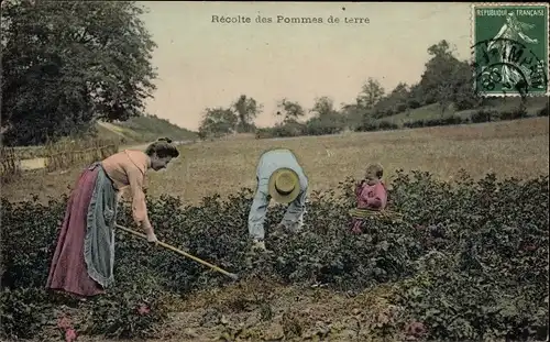 Ak Recolte des Pommes de terre, Kartoffelernte
