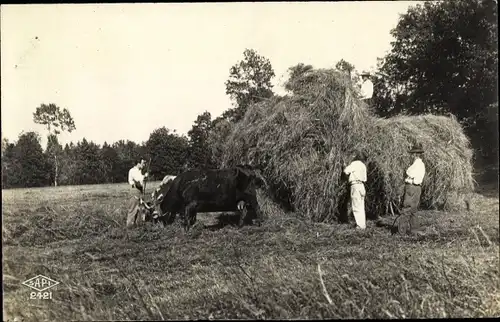 Ak Landbevölkerung belädt Strohwagen, Rinderfuhrwerk