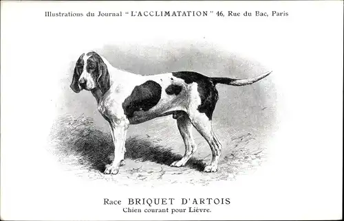 Künstler Ak Race Briquet d'Artois, Chien courant pour Lievre, Journal L'Acclimatation