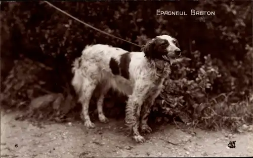 Ak Les Races Canines, Coll. de l'Institut zoologique, Epagneul Breton, Paulette, Hund