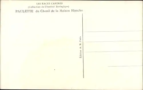 Ak Les Races Canines, Coll. de l'Institut zoologique, Epagneul Breton, Paulette, Hund