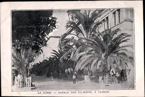 Ak Ajaccio Corse du Sud, Avenue des Palmiers