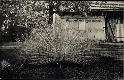 Ak Berlin Zehlendorf Wannsee, Pfau auf der Pfaueninsel