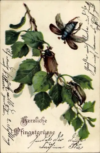 Ak Glückwunsch Pfingsten, Maikäfer auf einem Zweig