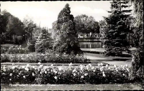 Ak Uetersen in Schleswig Holstein, Rosarium, Blumen, Seepartie