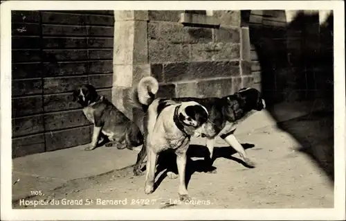 Ak Grand St Bernard Großer Sankt Bernhard Kanton Wallis, Hospice, les chiens, Bernhardiner