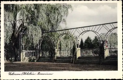 Ak Uetersen in Schleswig Holstein, Rosarium