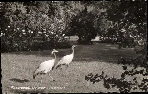Ak Uetersen in Schleswig Holstein, Rosarium, Reiher