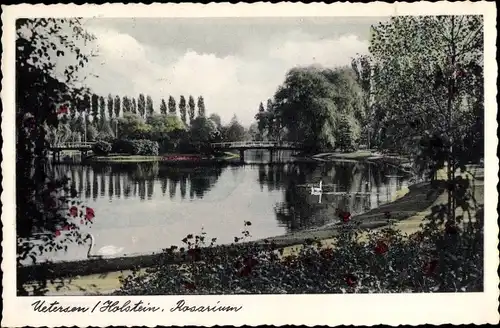 Ak Uetersen Holstein, Rosarium, Brücke, Ufer, Schwan