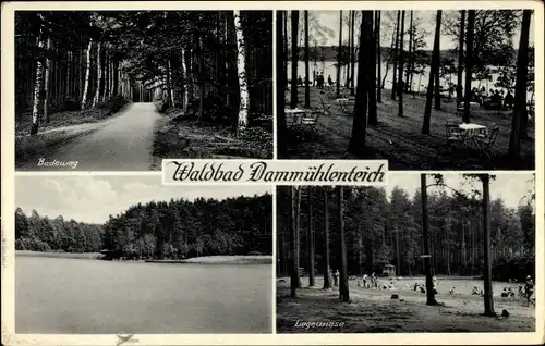 Ak Dahlen in Sachsen, Waldbad Dammühlenteich, Liegewiese