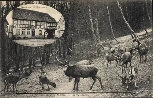 Ak Messel in Hessen, Gasthaus H. Germann, Inh. H. Laumann, Hirsche im Wildpark