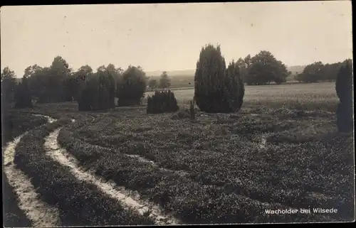Ak Wilsede Bispingen in der Lüneburger Heide, Blick auf die Heide, Wacholder