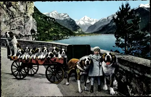 Ak Flüelen Kt. Uri Schweiz, Zwei Bernhardiner ziehen einen Karren mit Hundewelpen
