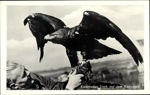 Ak Ehestorf Rosengarten, Peters Höh zum Kiekeberg, Kaiseradler Yank